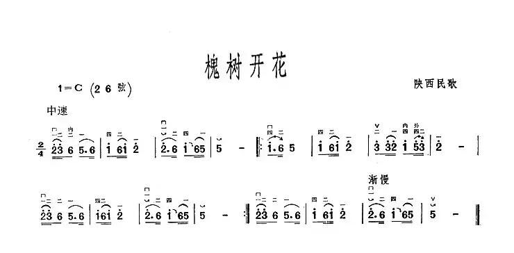 槐树开花